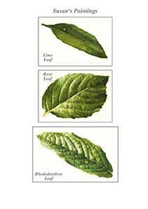 Susan Harrison-Tustain: Lifelike Leaves and Vibrant Greens