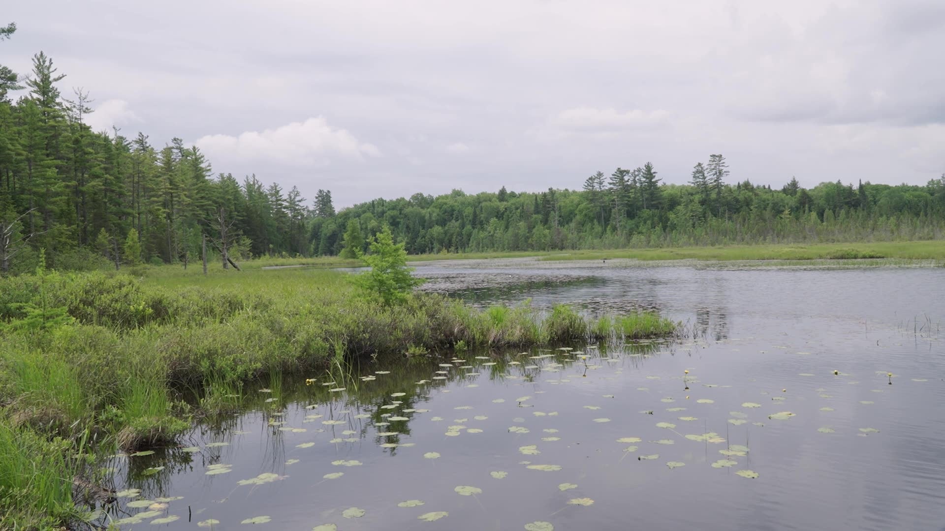 Cindy Baron: Painting Harmony in Nature